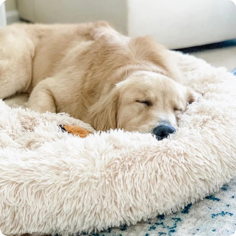 Anti-Anxiety Calming Bed